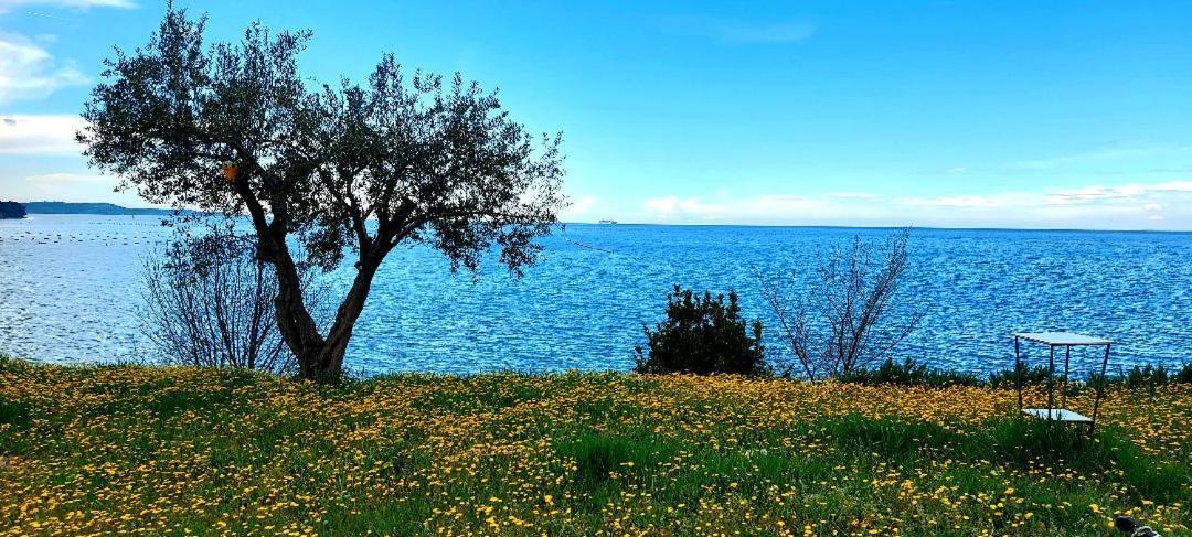 Apartment Trieste M&M Múggia Dış mekan fotoğraf